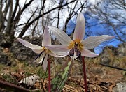 MONTE ZUCCO (1232 m) ad anello da casa-Zogno (300 m) con festa di fiori (17mar21)  - FOTOGALLERY